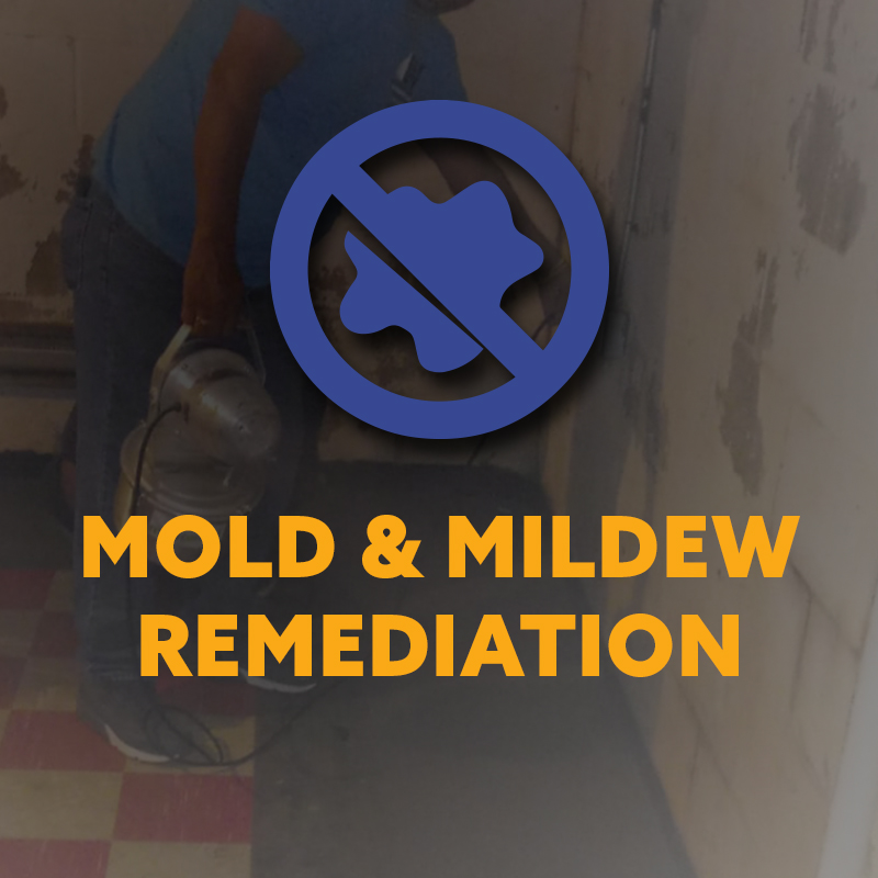 Mold & Mildew Remediation Category Icon