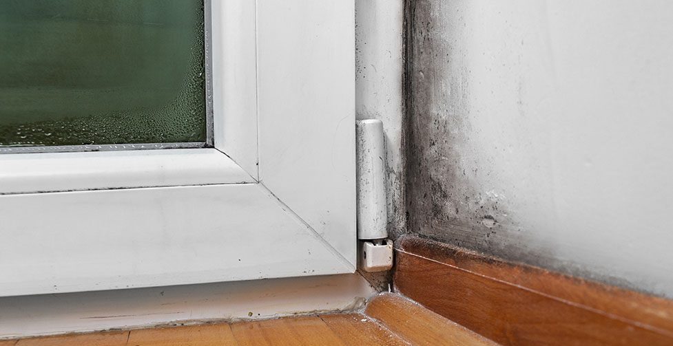 Moisture in your basement? Don’t wait. Get A Free Inspection Now.