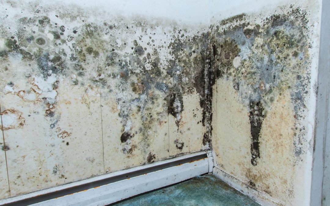 6 Steps to Controlling Mold and Mildew in Your Home