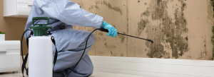 Professional remediating mold in basement