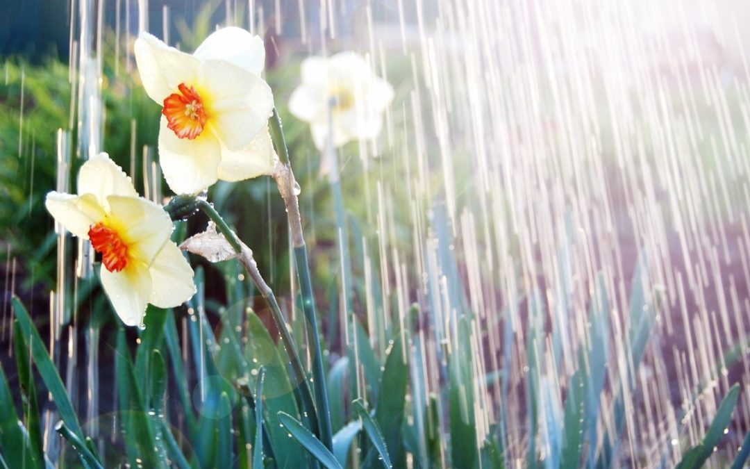 April Showers – Good for flowers but challenging for keeping your basement dry