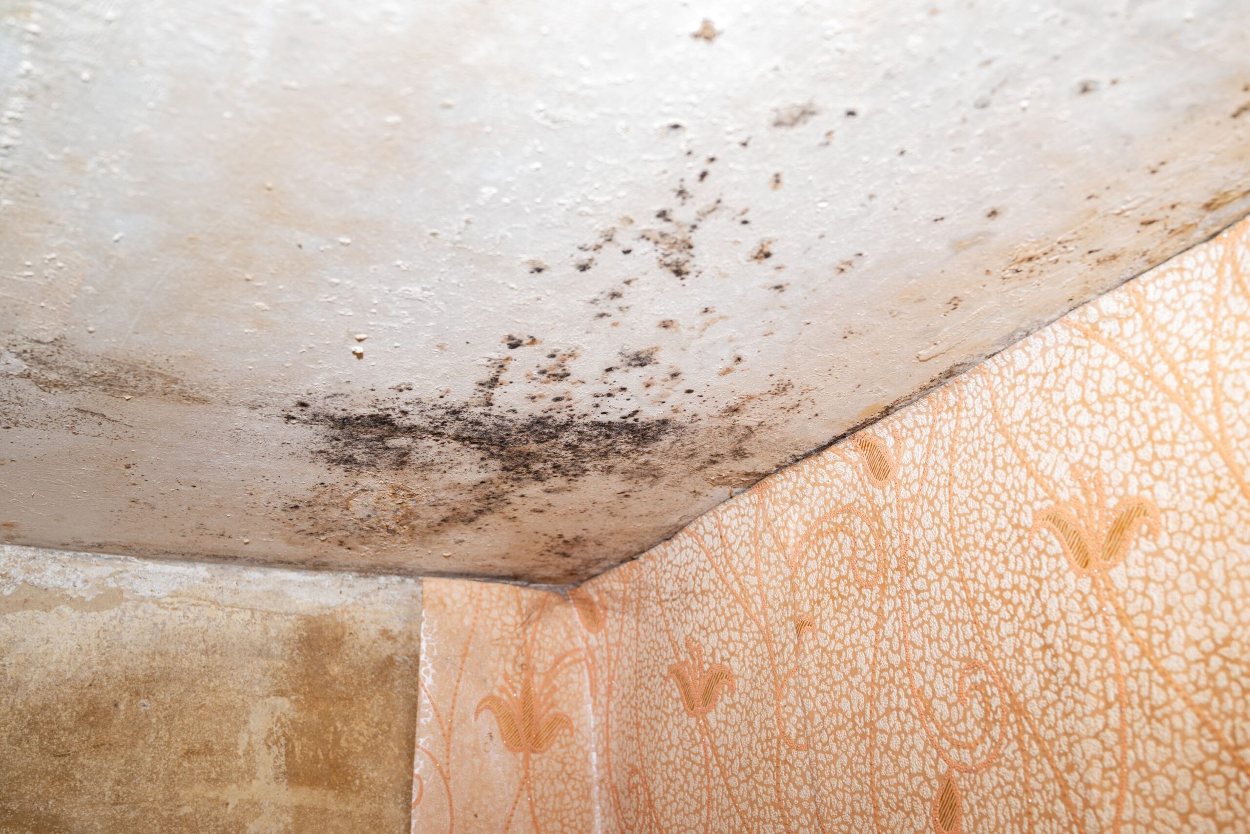 mold and mildew growing on basement ceiling