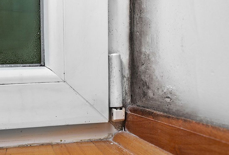 Mold near doorway